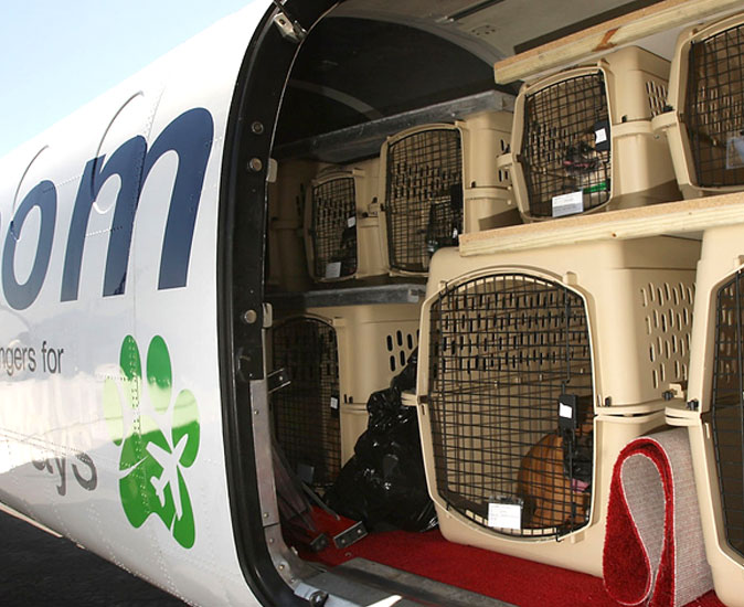 Clove Pet Moving